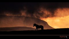 Mystic horse