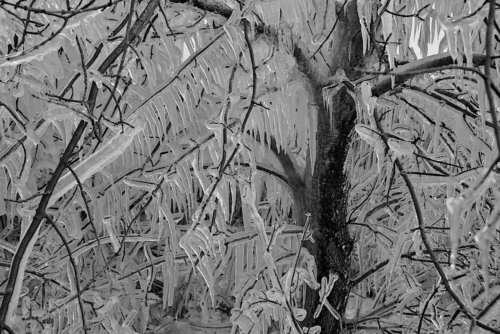 Mystic Ice Tree (B/W)