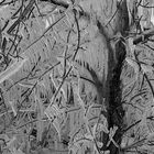 Mystic Ice Tree (B/W)