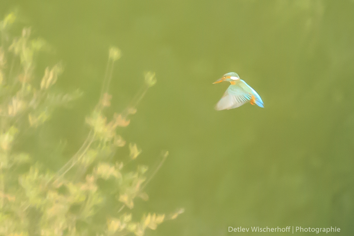 mystic kingfisher