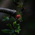 Mystic ladybug