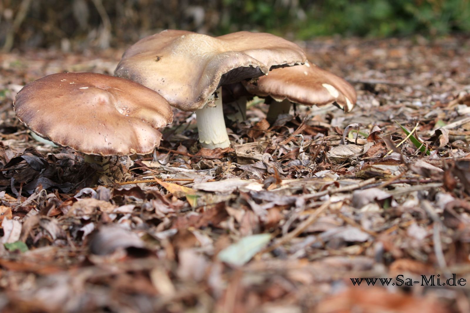 mystic mushroom