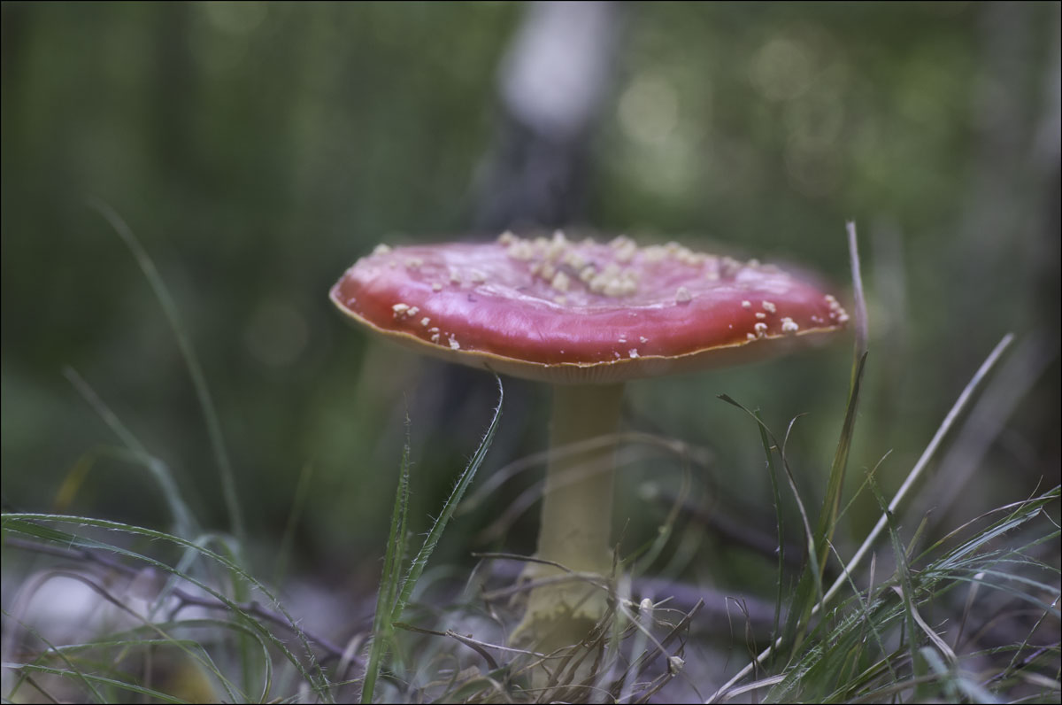 Mystic Mushroom