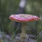 Mystic Mushroom