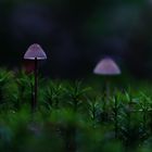 Mystic Mushrooms