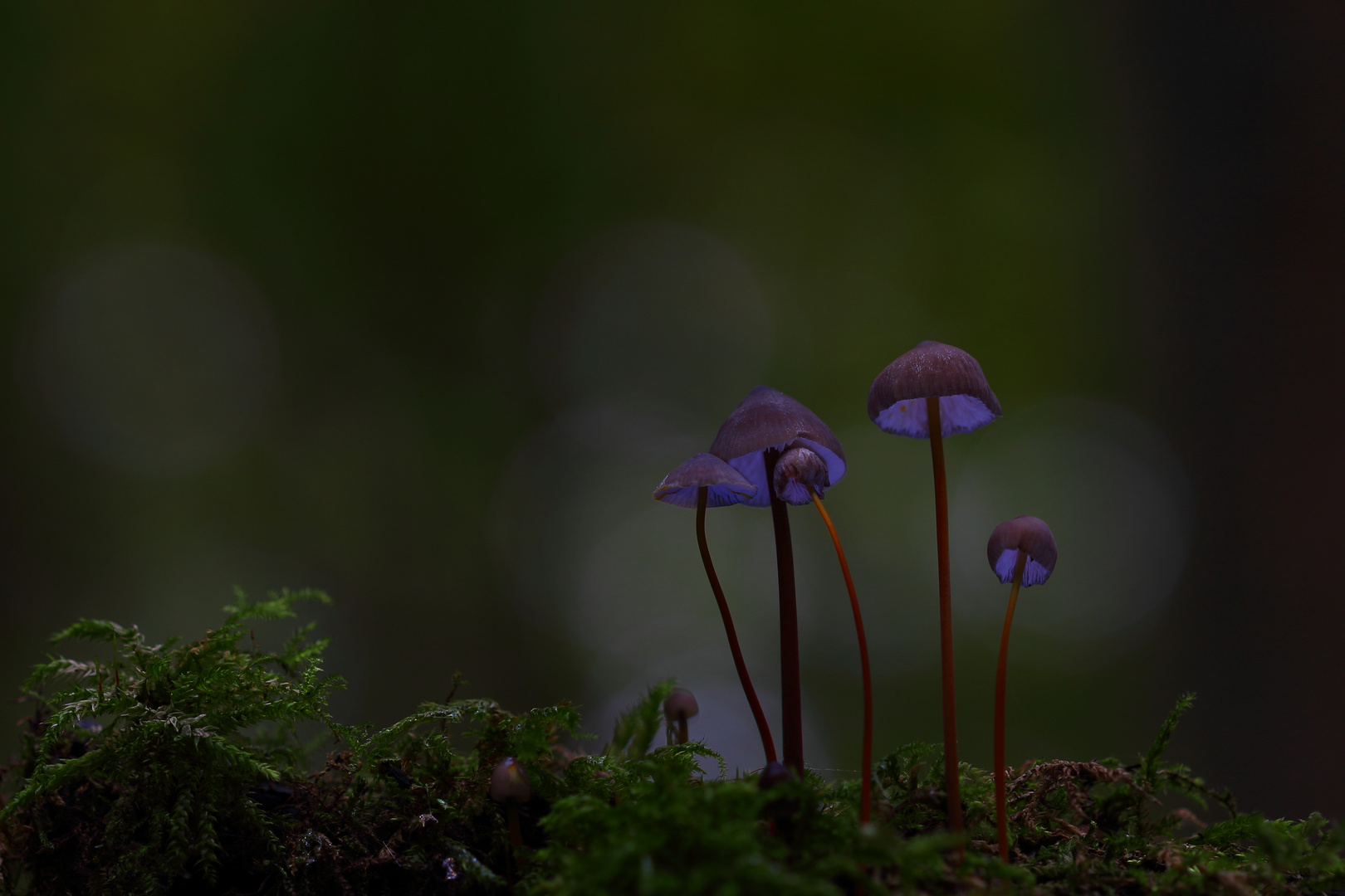 Mystic Mushrooms