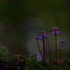 Mystic Mushrooms