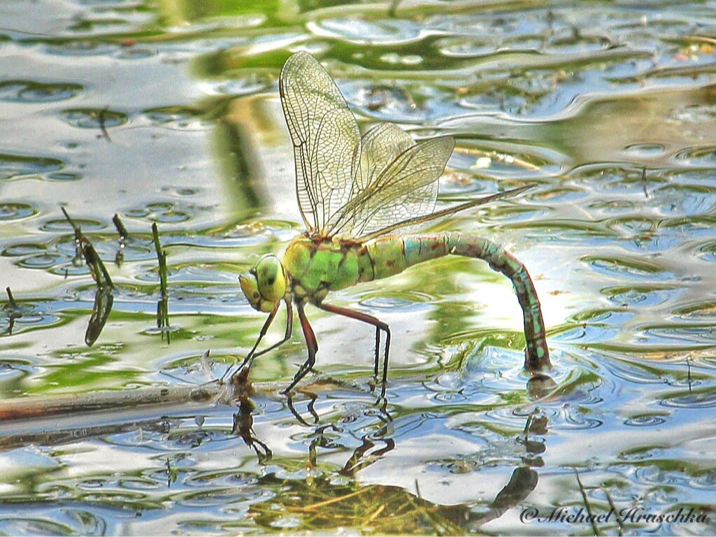 Mystic Nature - Libelle