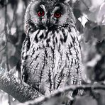 Mystic Owl