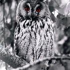 Mystic Owl