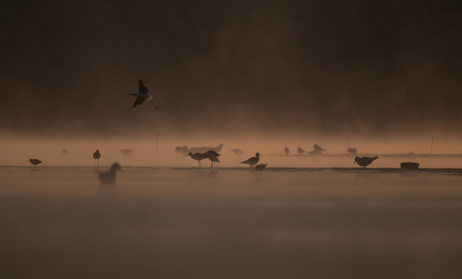 mystic pond