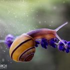 Mystic snail