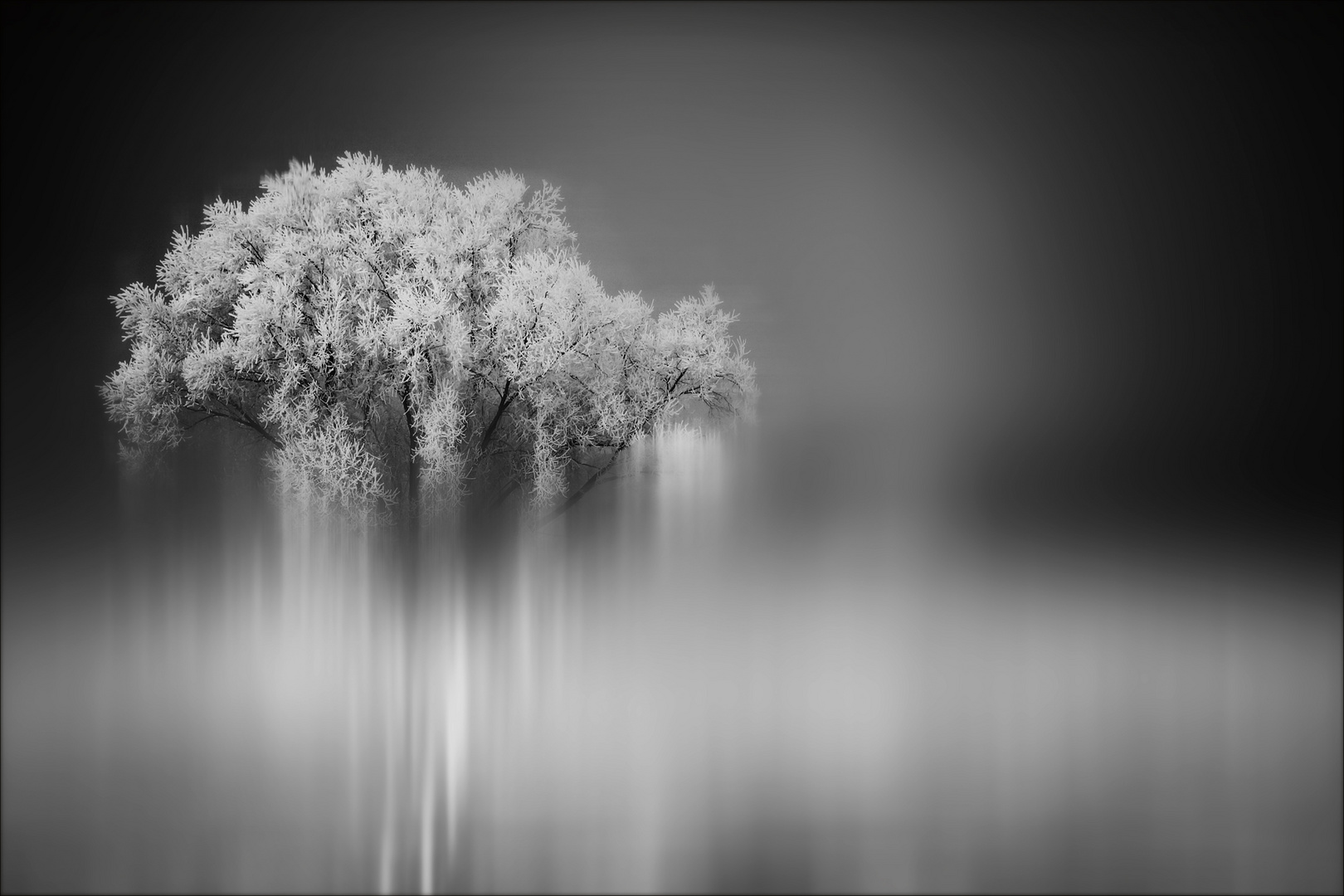  Mystic Tree 