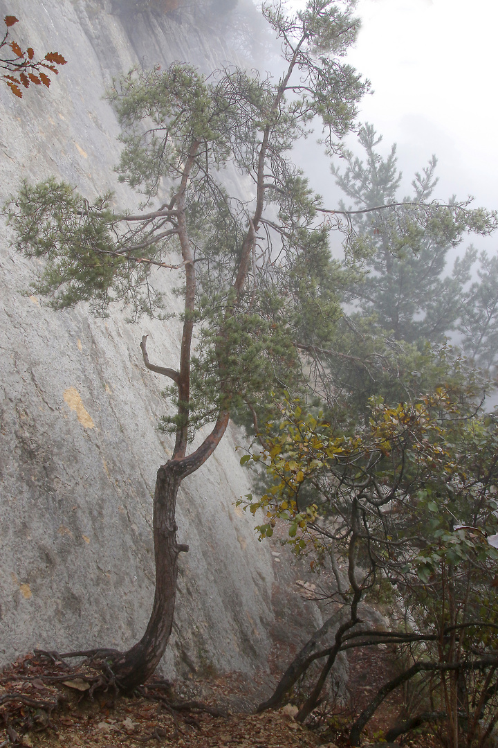 mystic tree