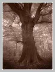 Mystic Tree