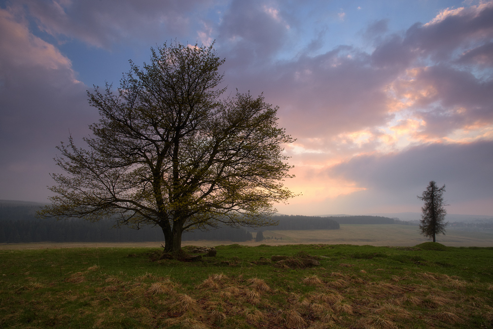 Mystic tree