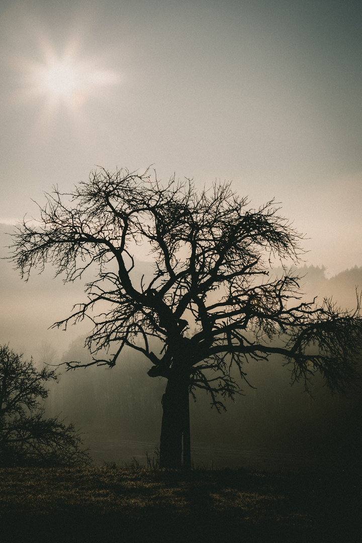 Mystic Tree. 