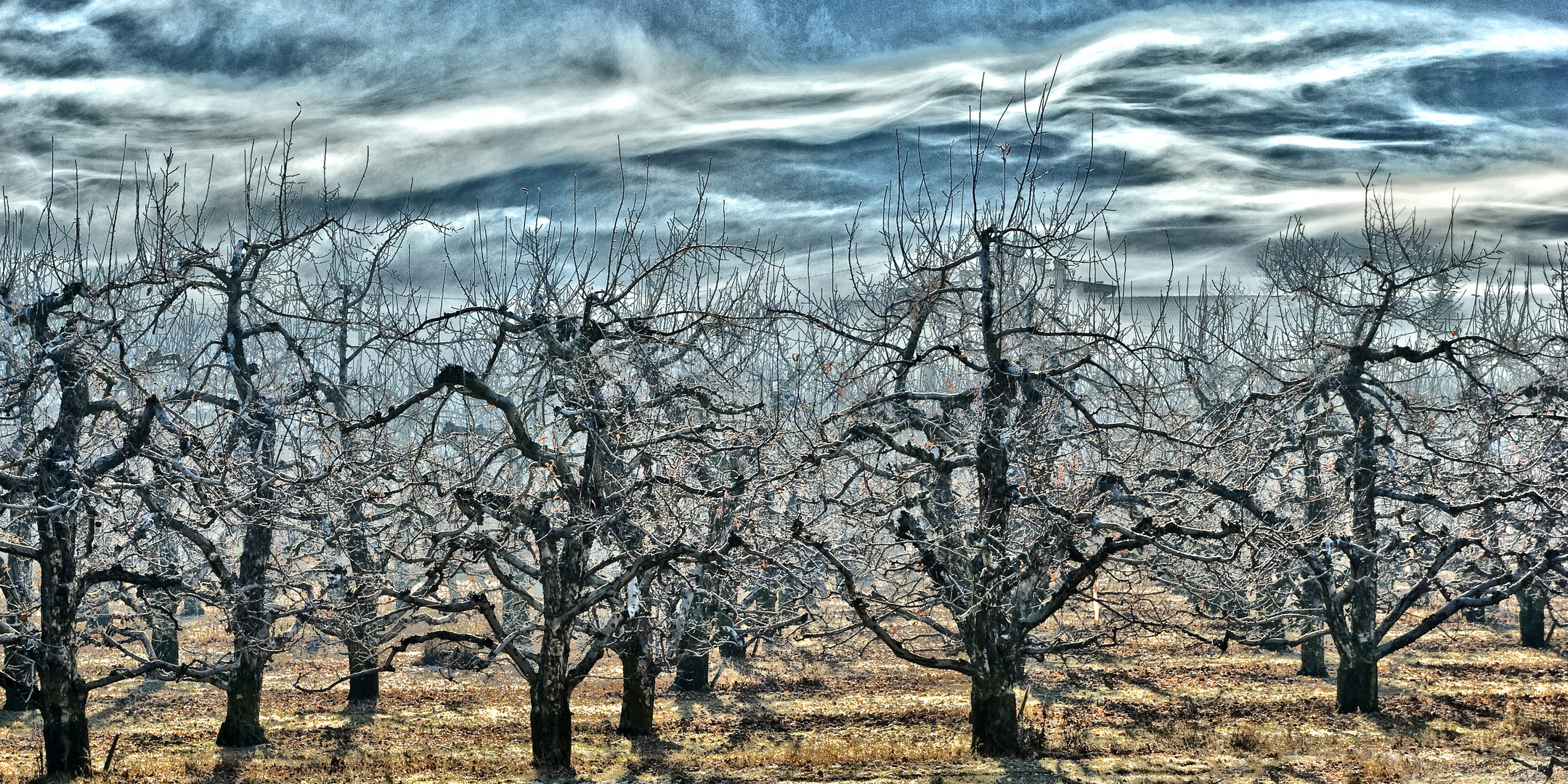 Mystic Trees