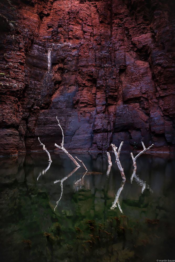 MYSTIC TREES