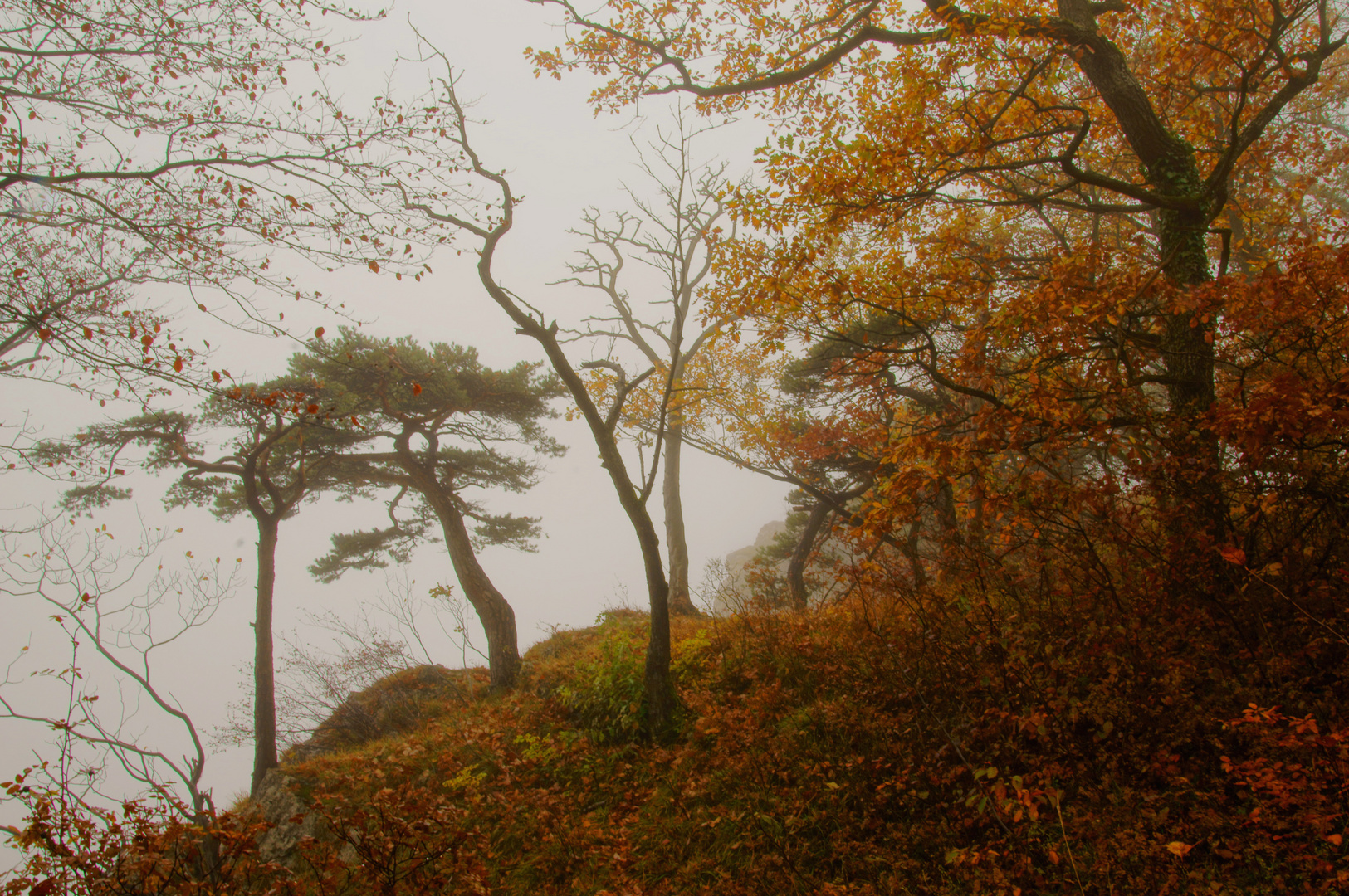 ..mystic trees..