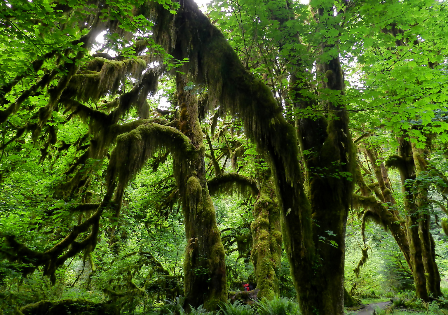 Mystic Trees