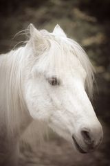 Mystic white pony