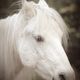 Mystic white pony