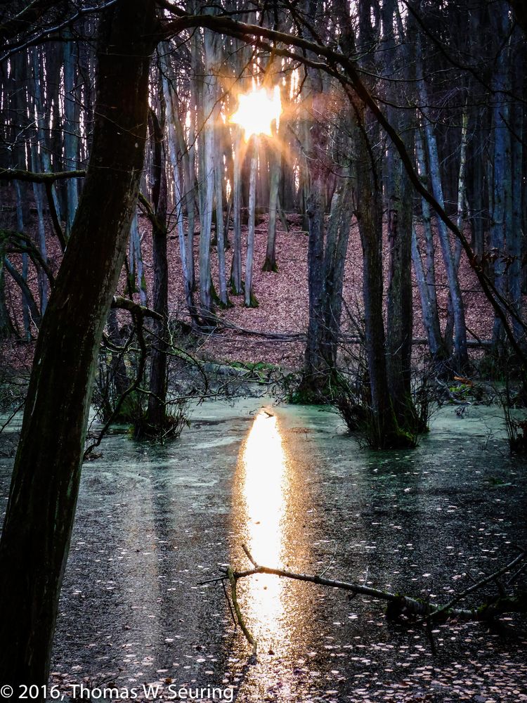 Mystic Winter Forest