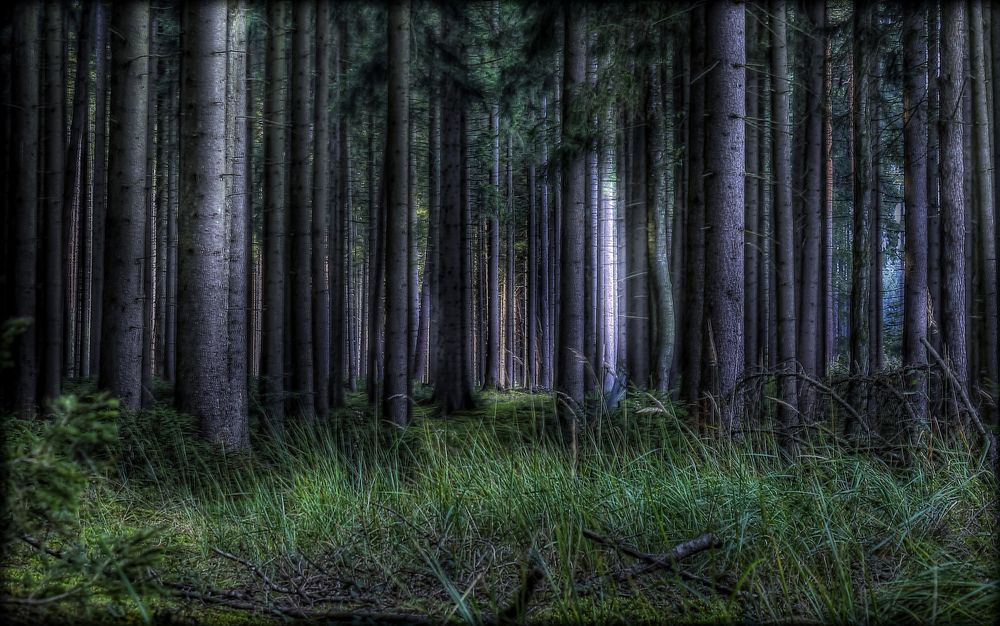 "Mystic woods"