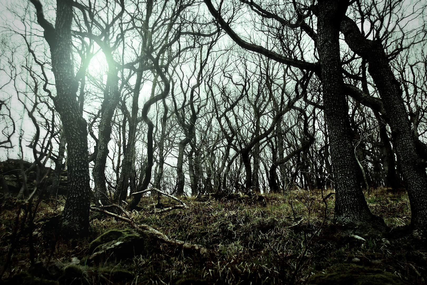 mystic woods