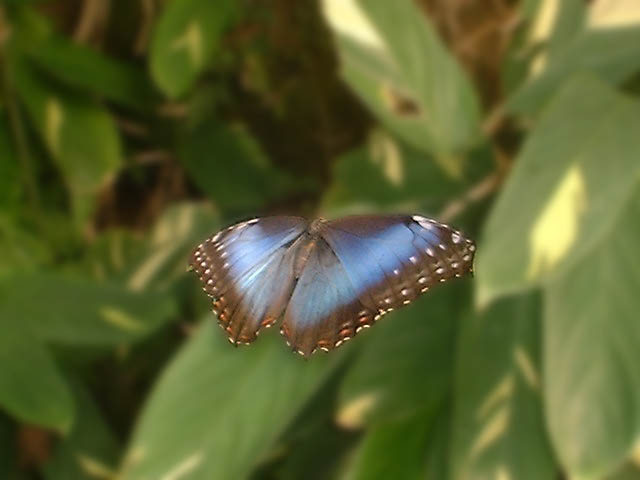 Mystical butterfly