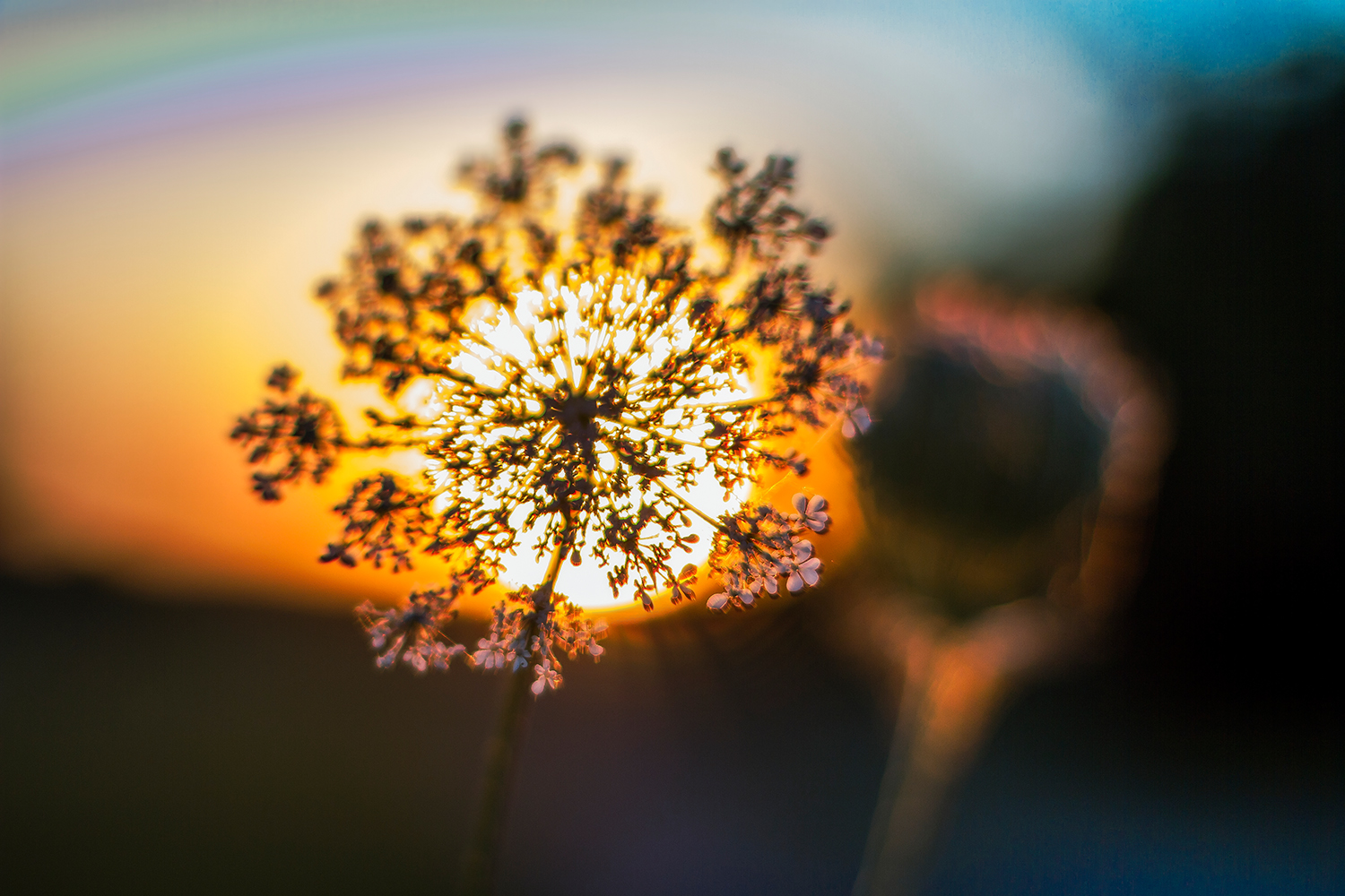 ''Mystical evening umbels''