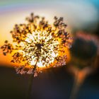 ''Mystical evening umbels''