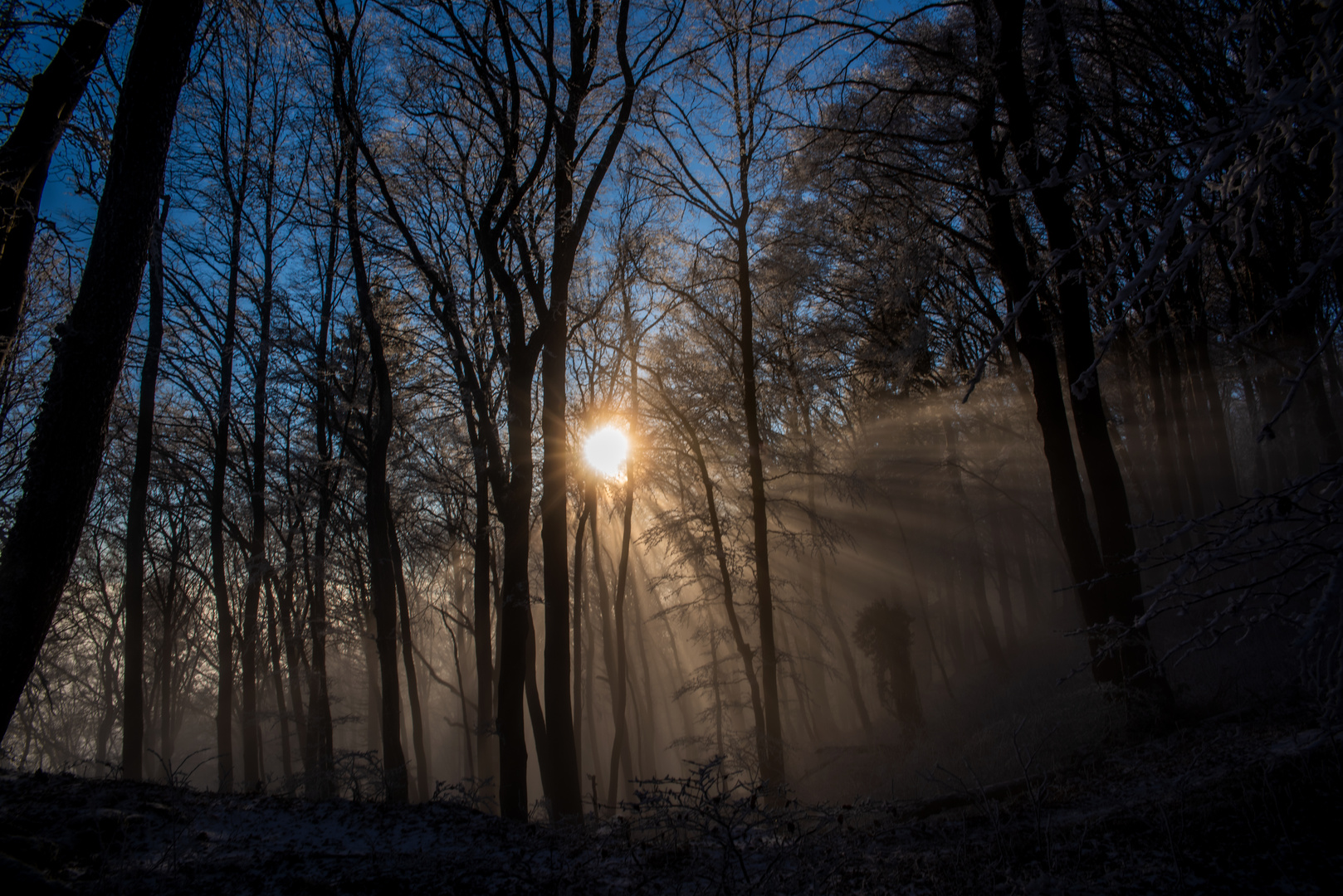 Mystical forest