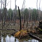 mystical forest 5