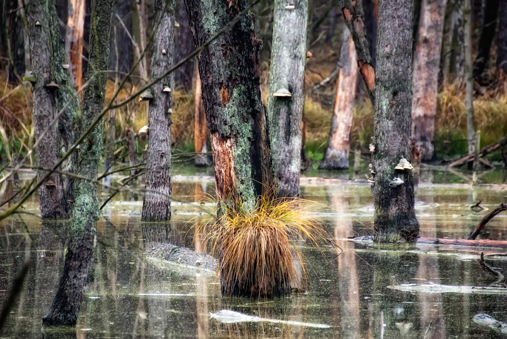 mystical forest