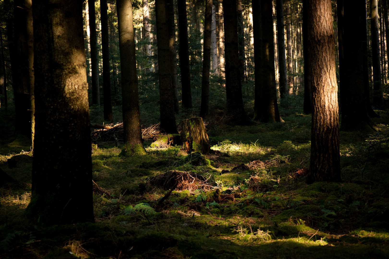 Mystical Forest