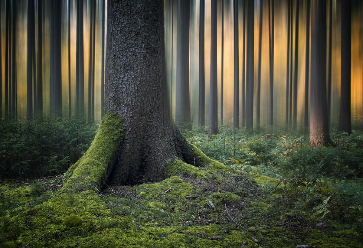 Mystical Forest