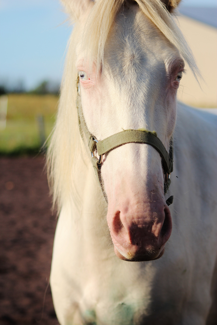 Mystical horse