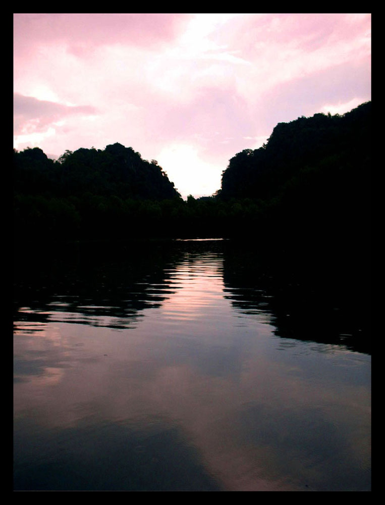 mystical mangroves