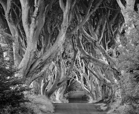 mystical moments - the magic of an avenue