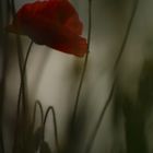 mystical poppy