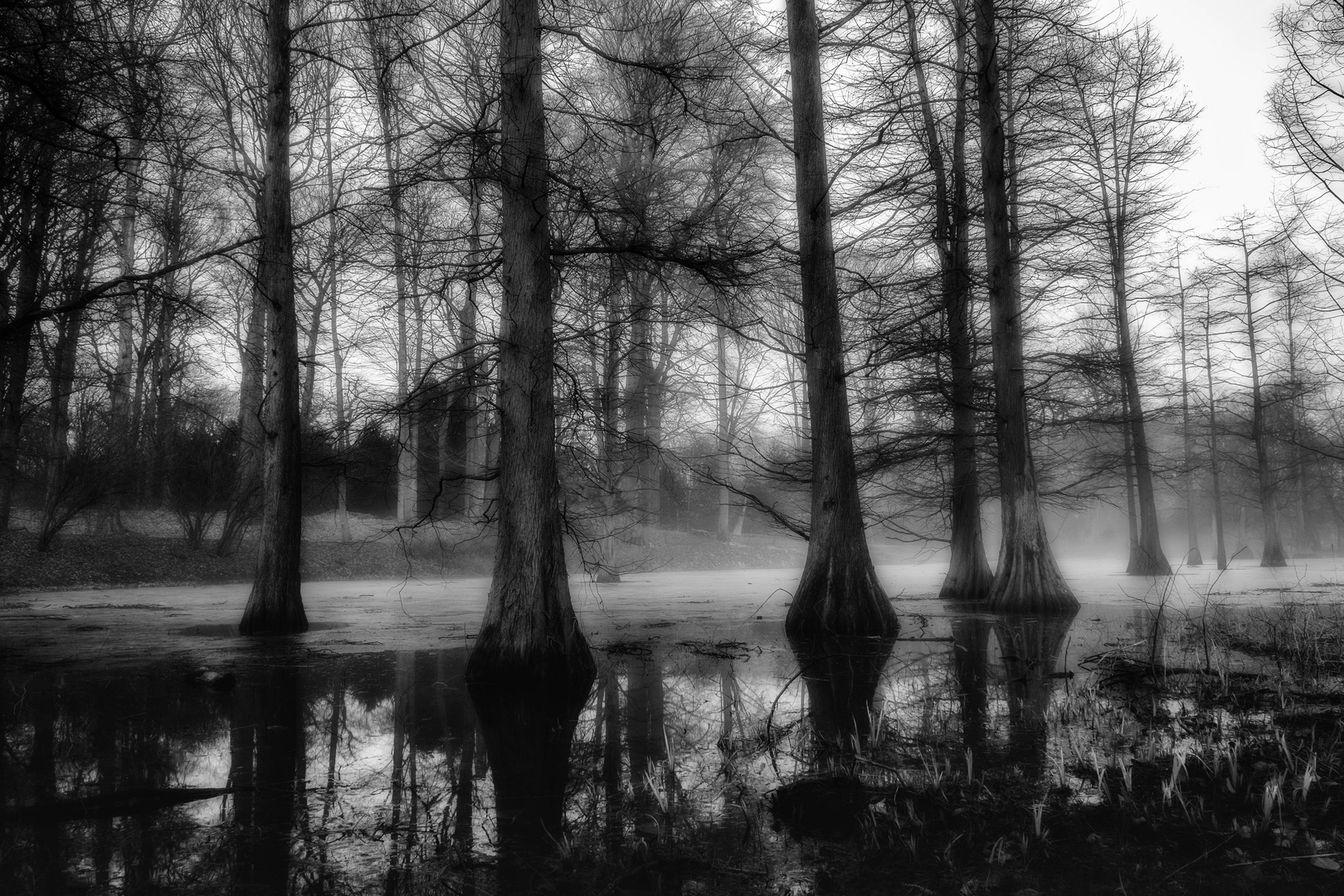 Mystical Rombergpark Dortmund