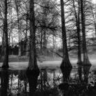 Mystical Rombergpark Dortmund