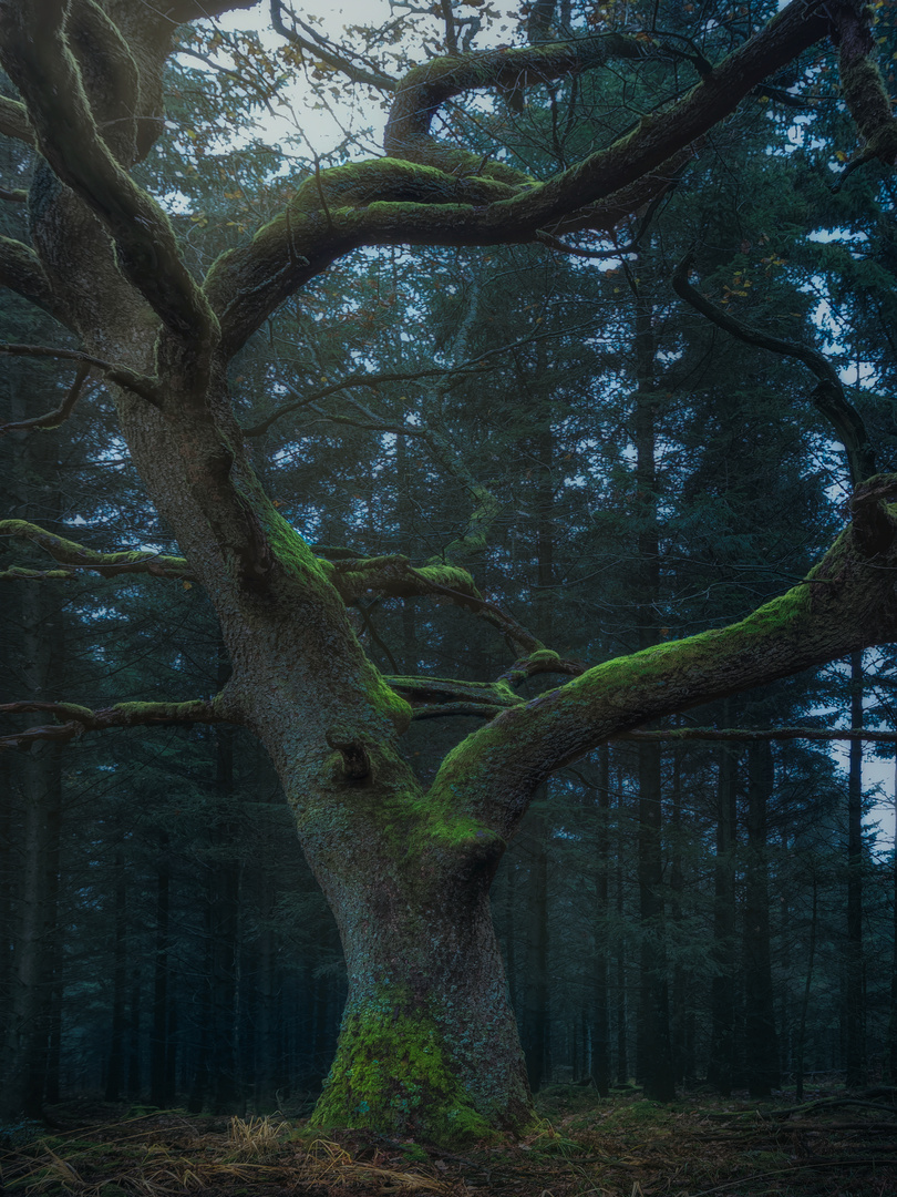 Mystical tree