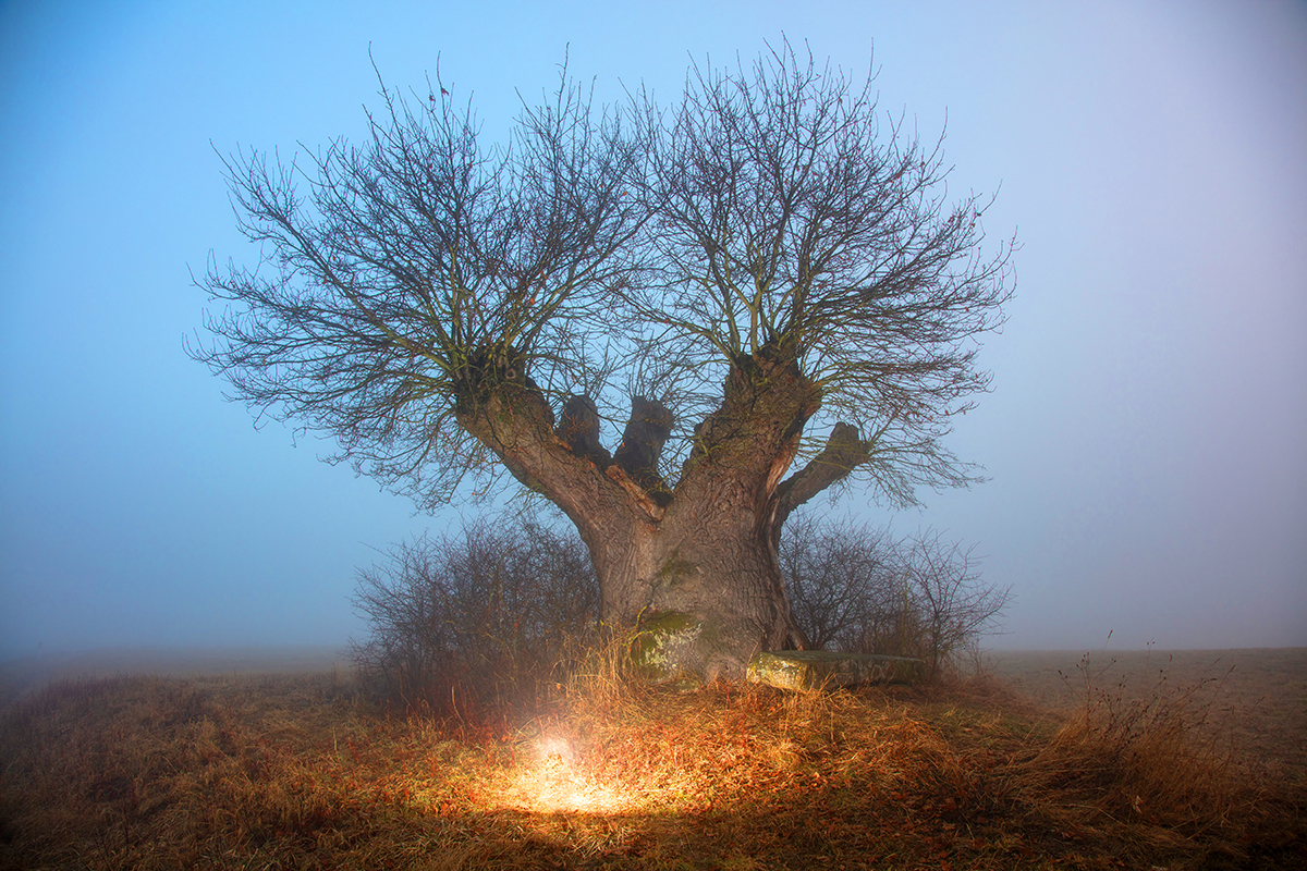 Mystical Tree (c)