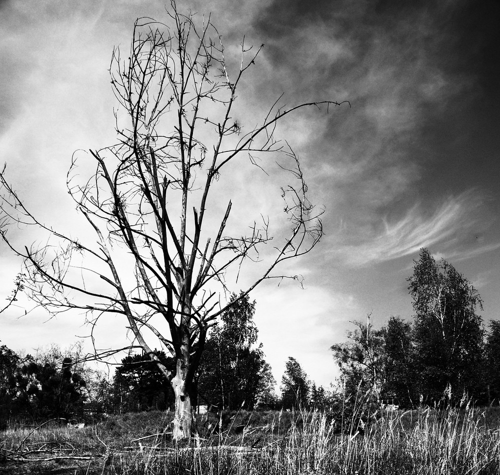 Mystical Tree