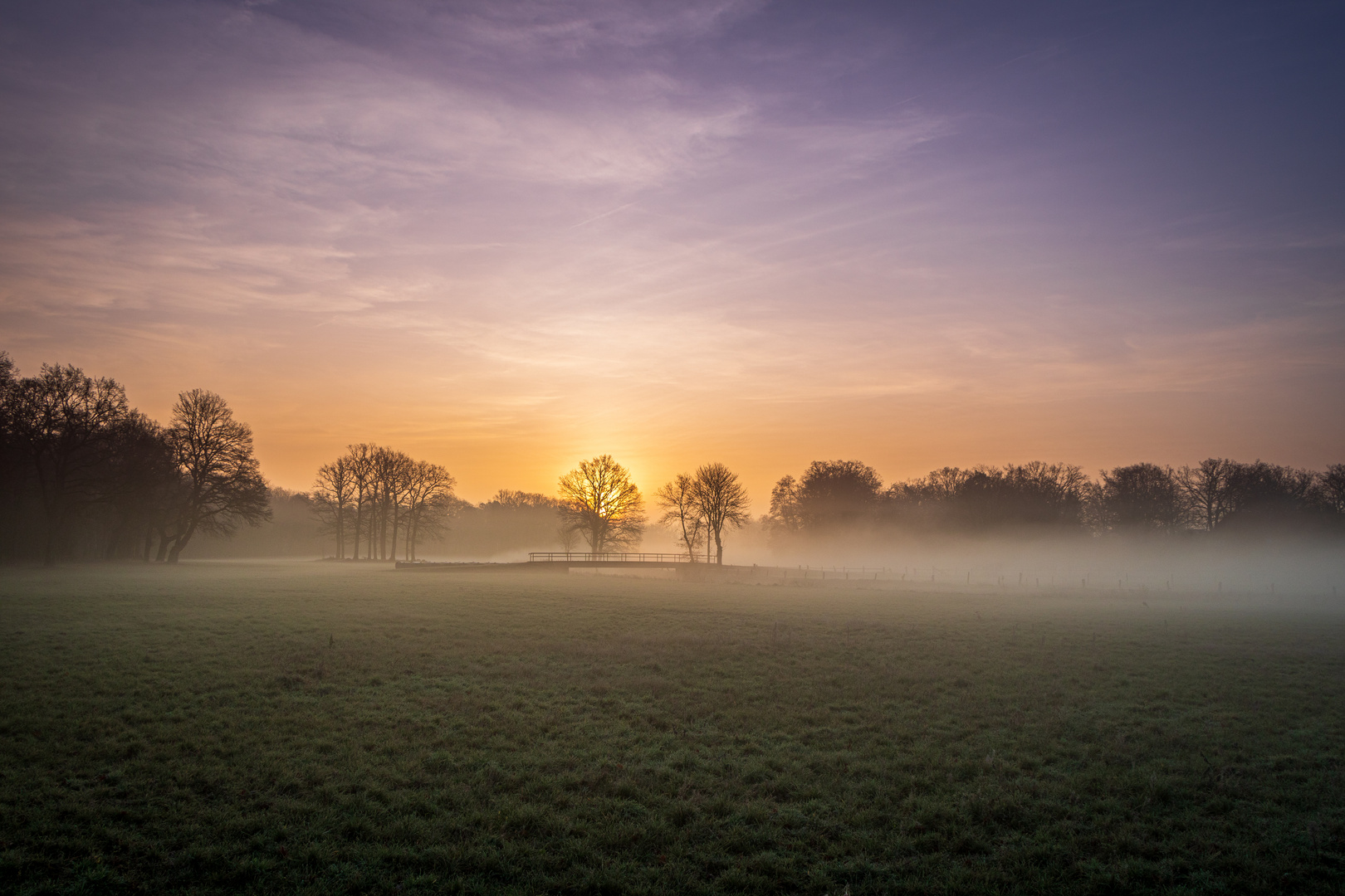 Mystical Trees