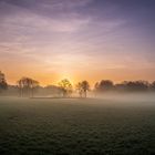 Mystical Trees