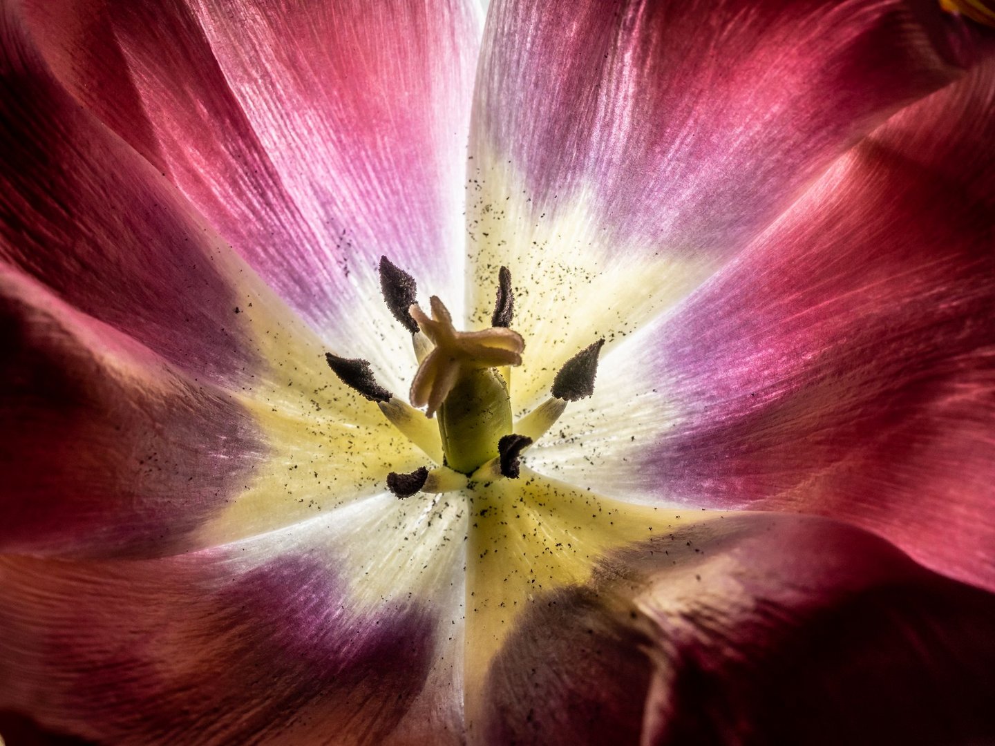 Mystical tulip